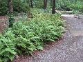 Brilliance Autumn Fern / Dryopteris erythrosora 